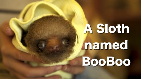 A Sloth Named BooBoo