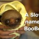 A Sloth Named BooBoo