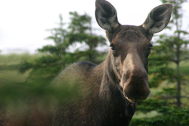 moose newfoundland - How to Have a Proper Moose Fry Up
