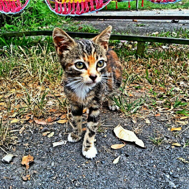 cat
