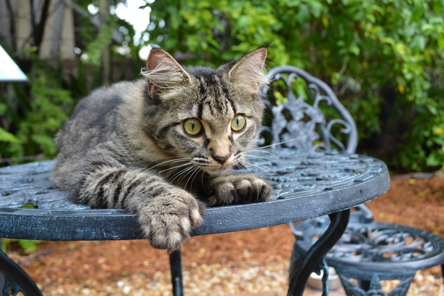 a polydactyl six toed ernest hemingway cat - Ernest Hemingway's Cats - the best part of the Florida Keys?