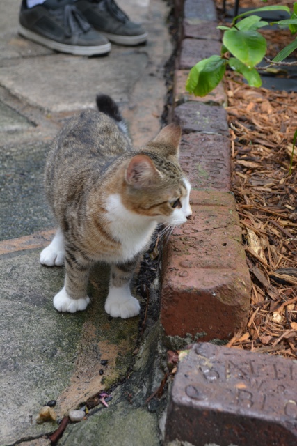 a polydactyl six toed kitten at the Ernest Hemingway House in the Flordida keys - Ernest Hemingway's Cats - the best part of the Florida Keys?