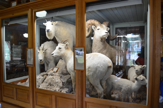 mountain goats in the banff park museum from 1914 - Best Tips for Visiting Banff, Alberta in one day