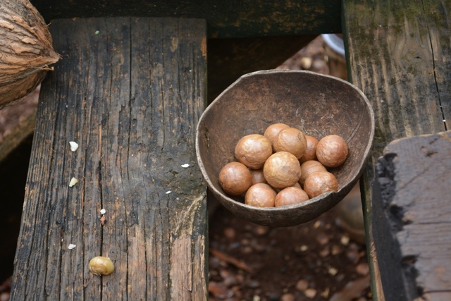 ripe macadamia nuts ready to be cracked and eaten - Best Tips for Visiting Molokai, Hawaii