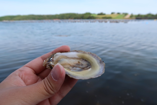 a picture of a fresh shucked PEI oyster and the ocean