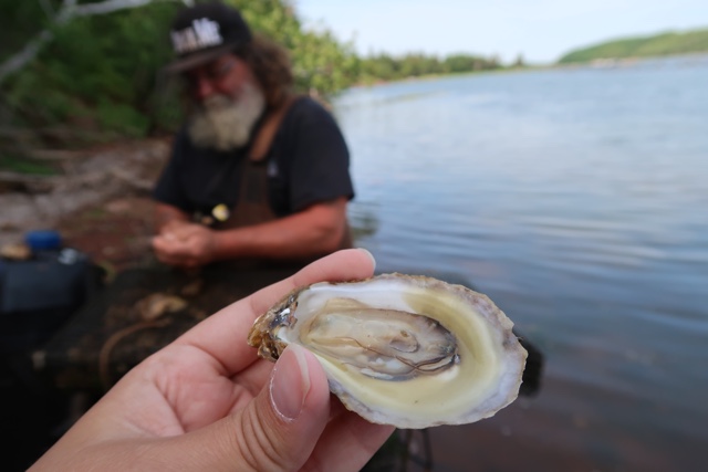 a malpeque oyster freshly shucked right out of the ocean