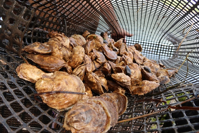 malpeque oysters fresh from the ocean in Prince Edward Island