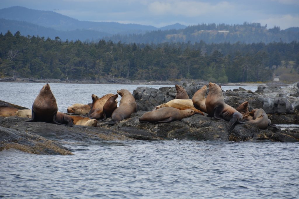 stellar sea lions in the salish sea on a whale watching tour with eagle wing tours in victoria bc